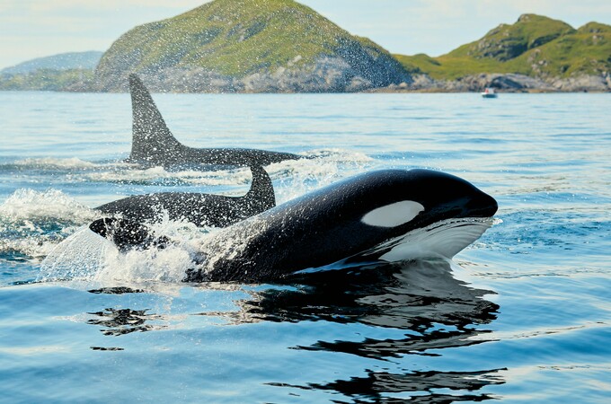 Where Are the Whales