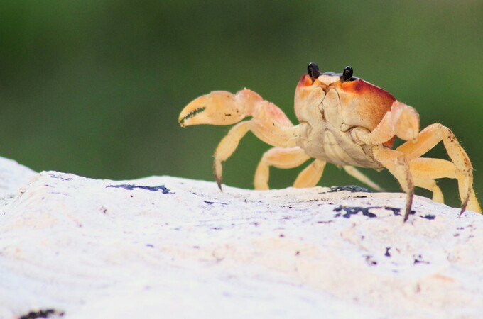 Crabby Creations