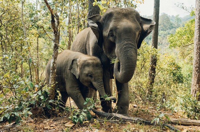 Decorating with Elephants