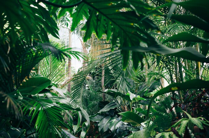 Escape To The Clay Jungle