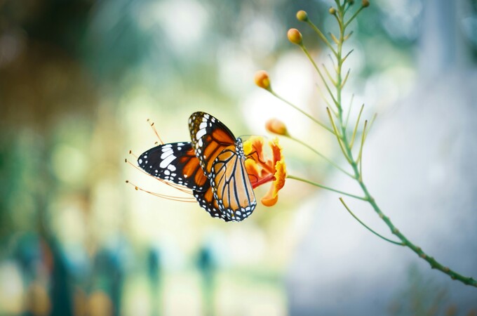 Flutterby Butterfly