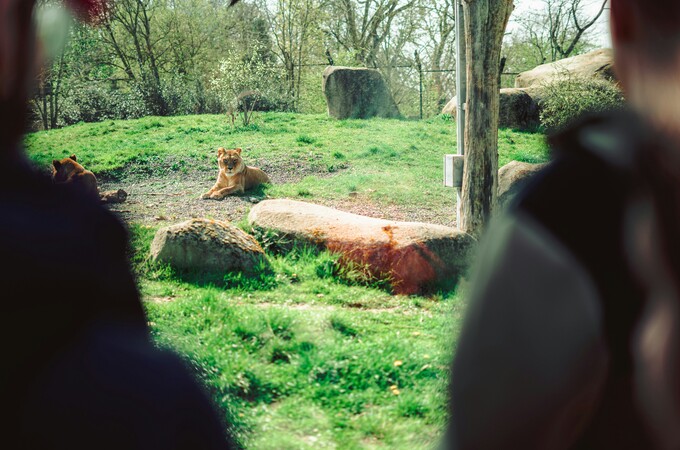 London Zoo Masks