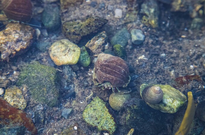 Rock Pool Life